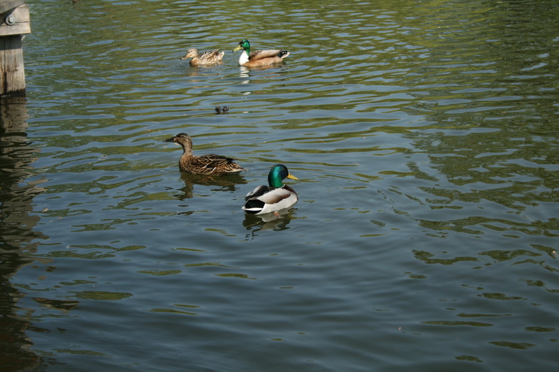 Entchen im Teich in Schöningen, bei Helmstedt