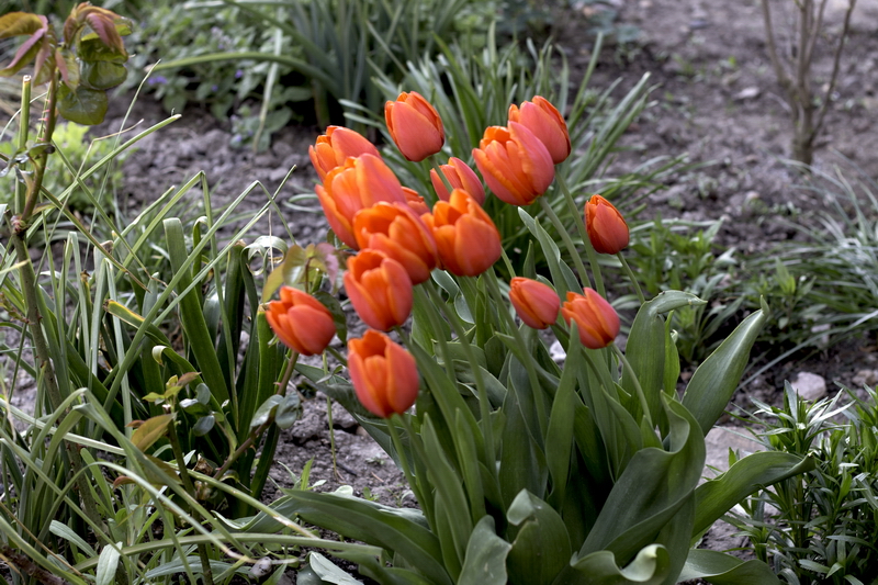 Rot-Gelbe Tulpen