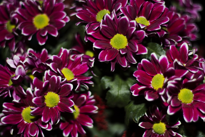 Blumen mit der Canon EOS 70D fotografiert