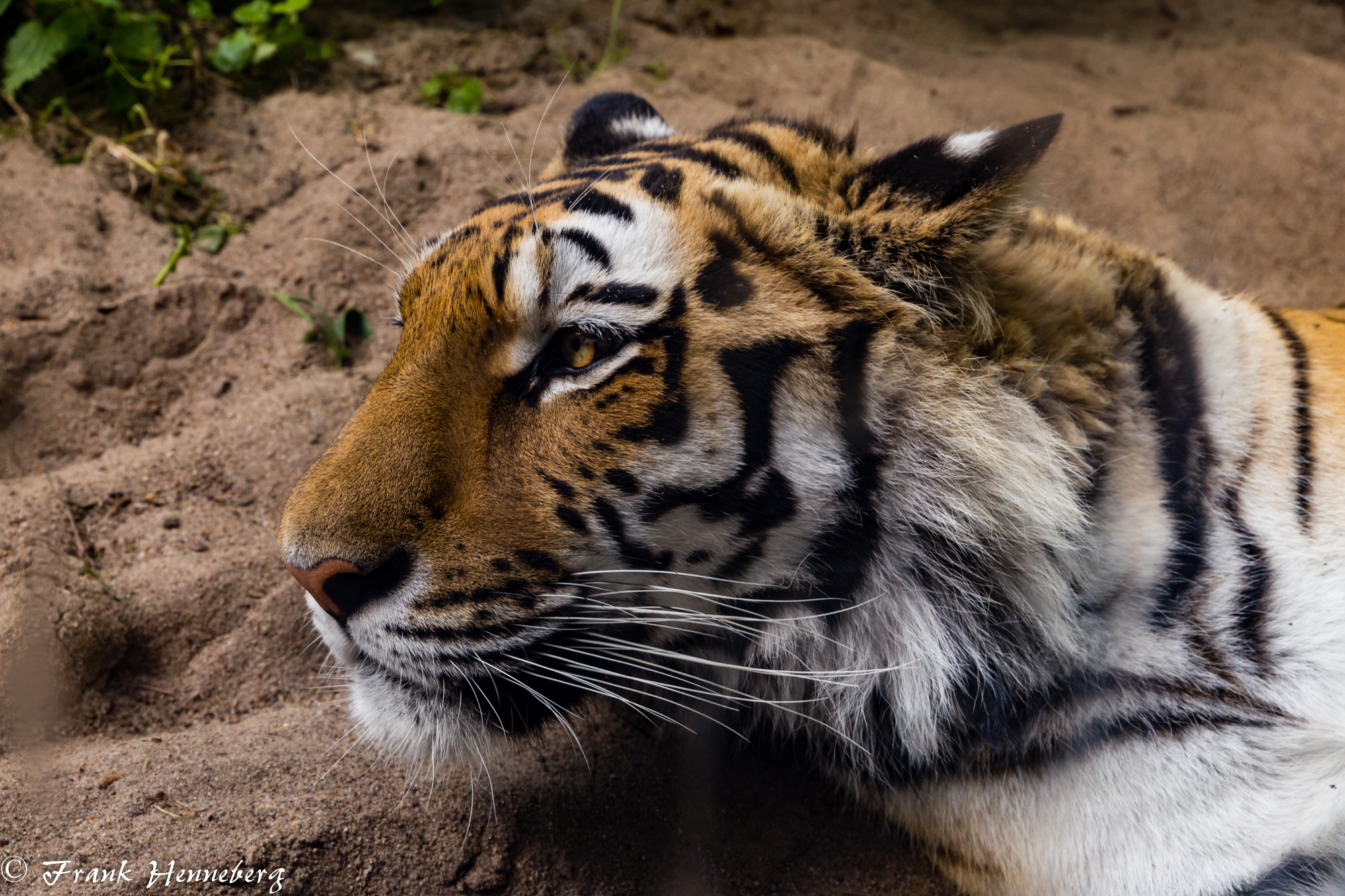 Sibirischer Tiger Armurtiger Ussuritiger