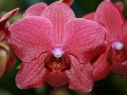 Orchidee Phalaenopsis Blumenblüte