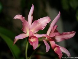 Orchidee Cattleya Guatemalensis Blumenblüte