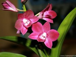 Orchidee Dendrobium Blumenblüte