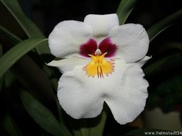 Orchidee Miltonia Blumenblüte