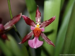 Orchidee Odontocidium Blumenblüte
