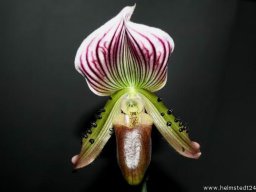 Orchidee Paphiopedilum Lawrenceanum Blumenblüte