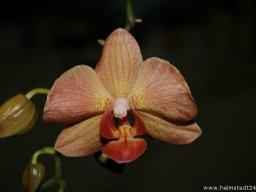 Orchidee Phalaenopsis Blumenblüten