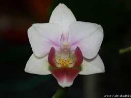 Orchidee Phalaenopsis Brother Pico Sweetheart Blumenblüten