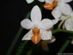 Orchidee Phalaenopsis Minimark Blumenblüten