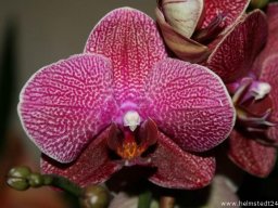 Orchidee Phalaenopsis Rood Gemengd Blumenblüten