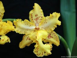Orchidee Vuylstekeara Blumenblüten
